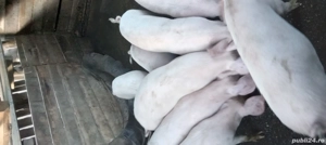 vand purcei de rasa - imagine 4