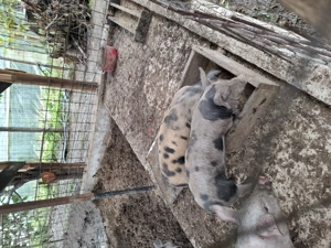 Purcei de vazare - imagine 4 Purcei de vazare - imagine 4