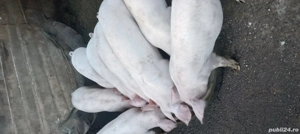 vand purcei de rasa - imagine 3