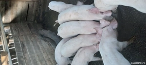 vand purcei de rasa - imagine 2