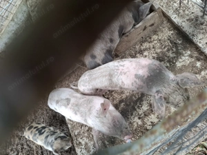 Purcei de vazare - imagine 3 Purcei de vazare - imagine 3