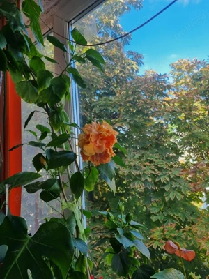 Vand apartament 2 camere decomandat in zona Unirii Sud, Buzau - imagine 9