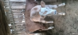 vand vitei de rasa ..rog seriozitate - imagine 3