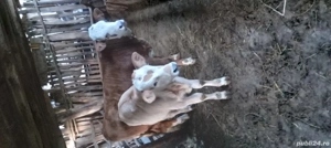 vand vitei de rasa ..rog seriozitate - imagine 2