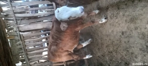 vand vitei de rasa ..rog seriozitate