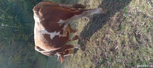 vand vitei de rasa ..rog seriozitate - imagine 4