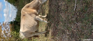 vand vitei de rasa ..rog seriozitate - imagine 5