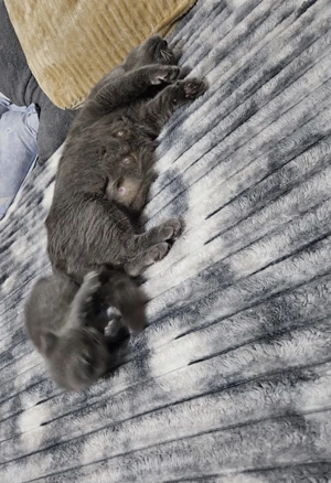 4 pui british shorthair 