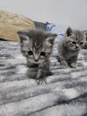 4 pui british shorthair  - imagine 4 4 pui british shorthair  - imagine 4