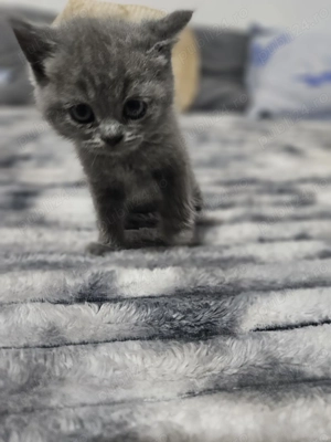 4 pui british shorthair  - imagine 2 4 pui british shorthair  - imagine 2