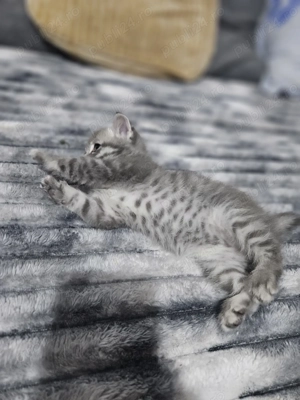 4 pui british shorthair  - imagine 2 4 pui british shorthair  - imagine 2