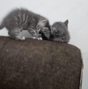 4 pui british shorthair  - imagine 5 4 pui british shorthair  - imagine 5