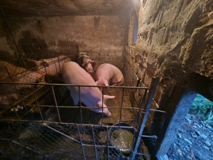 Vând porci - imagine 2