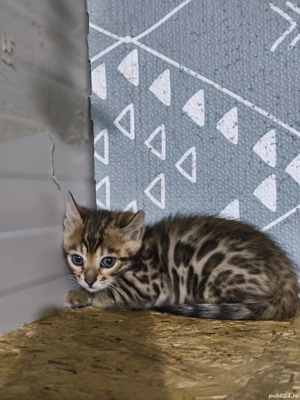 Bengal rasa pura - imagine 2