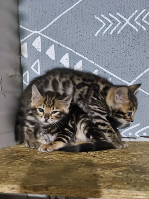 Bengal rasa pura - imagine 9