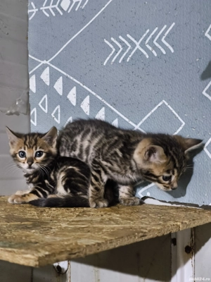 Bengal rasa pura  - imagine 6