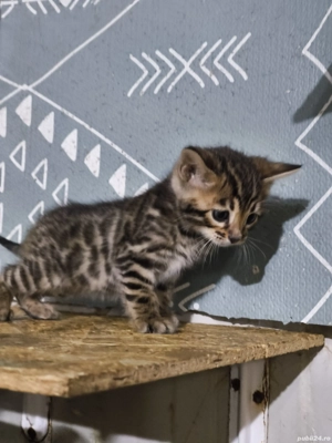 Bengal rasa pura  - imagine 3