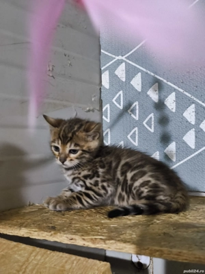 Bengal rasa pura  - imagine 2