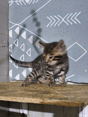 Bengal rasa pura - imagine 5