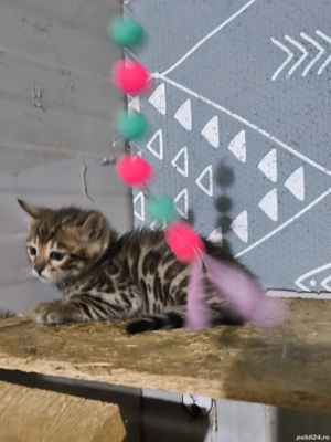 Bengal rasa pura - imagine 6