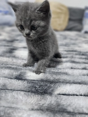 4 pui british shorthair  - imagine 3 4 pui british shorthair  - imagine 3