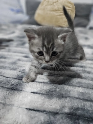 4 pui british shorthair 