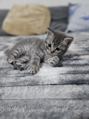 4 pui british shorthair  - imagine 4 4 pui british shorthair  - imagine 4