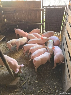 Vând purcei de 8 săptămâni și 4 soldani de 3 luni