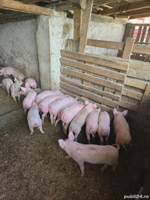 Vând purcei de 8 săptămâni și 4 soldani de 3 luni - imagine 2