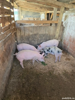 Vând purcei de 8 săptămâni și 4 soldani de 3 luni - imagine 4