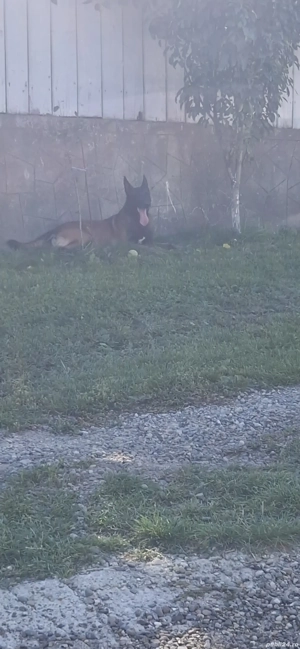 catei belgian melinois  - imagine 3 catei belgian melinois  - imagine 3