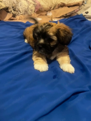 Vând bichoni havaiani