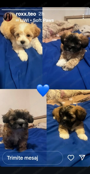 Vând bichoni havaiani - imagine 3 Vând bichoni havaiani - imagine 3