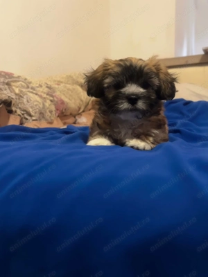 Vând bichoni havaiani - imagine 2 Vând bichoni havaiani - imagine 2