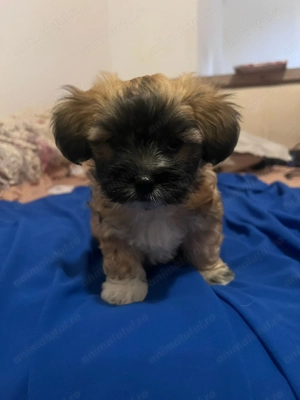 Vând bichoni havaiani - imagine 5 Vând bichoni havaiani - imagine 5