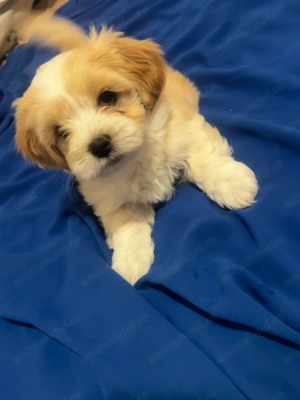 Vând bichoni havaiani - imagine 4 Vând bichoni havaiani - imagine 4