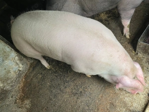 Porci de vanzare  - imagine 2 Porci de vanzare  - imagine 2