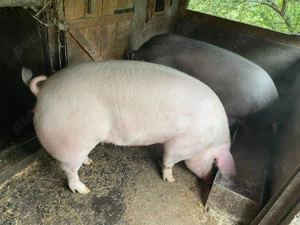 Porci de vanzare  - imagine 3 Porci de vanzare  - imagine 3