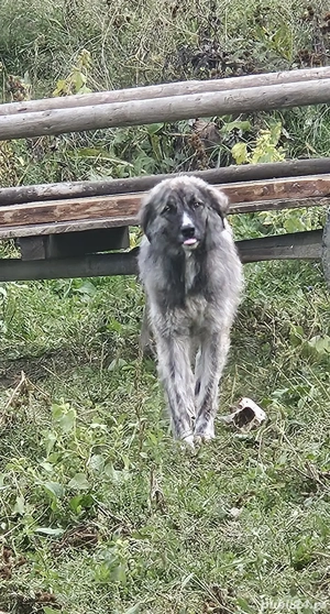 vand ciobanesc carpatin