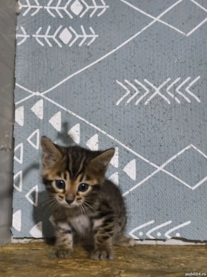 Bengal rasa pura  - imagine 4