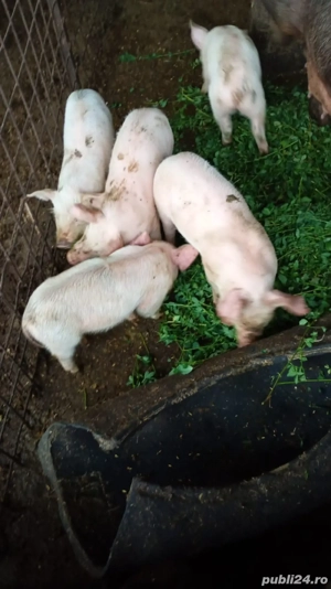 vand purcei - imagine 2