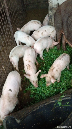 vand purcei - imagine 3