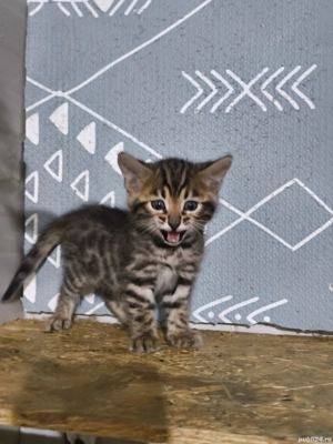 Bengal rasa pura  - imagine 5