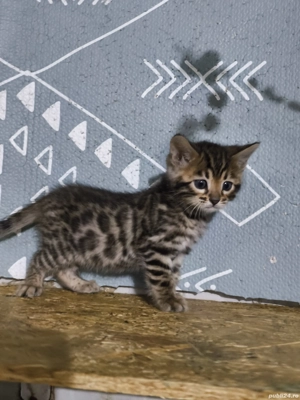 Bengal rasa pura  - imagine 8