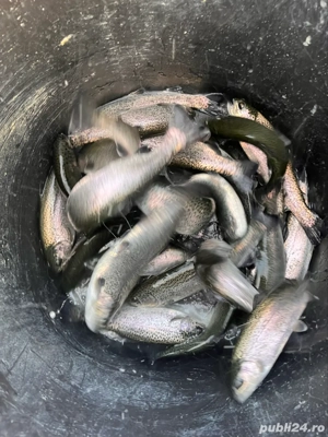 pastrav curcubeu 300-500 de grame