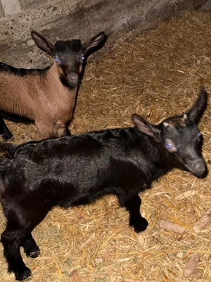 Vând 2 capre negre alpine și 2 iezi!! - imagine 2 Vând 2 capre negre alpine și 2 iezi!! - imagine 2