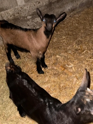 Vând 2 capre negre alpine și 2 iezi!!
