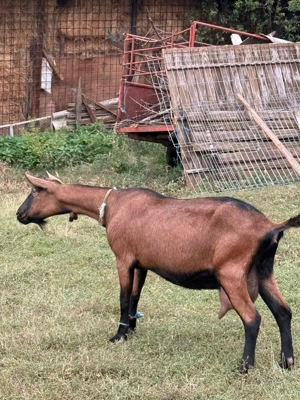 Vând 2 capre negre alpine și 2 iezi!! - imagine 5 Vând 2 capre negre alpine și 2 iezi!! - imagine 5
