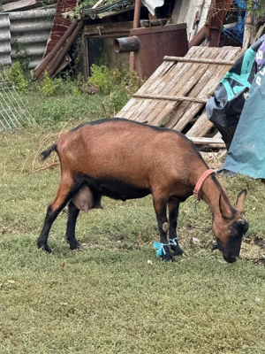Vând 2 capre negre alpine și 2 iezi!! - imagine 4 Vând 2 capre negre alpine și 2 iezi!! - imagine 4