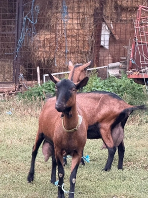 Vând 2 capre negre alpine și 2 iezi!! - imagine 3 Vând 2 capre negre alpine și 2 iezi!! - imagine 3